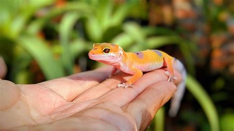 Baby Leopard Gecko Care: The Ultimate Beginner’s Guide