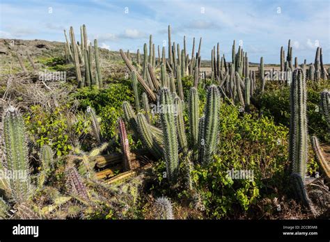 Dry thorn-scrub forest in the Bandabou region of northwest Curacao with ...