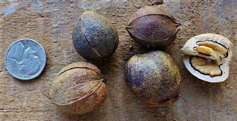 Hickory Nuts: Foraging for Pignut and Shagbark Hickory Nuts - One Acre ...