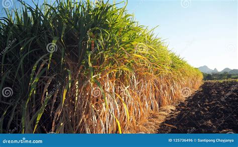 Sugarcane Farming on Rural Areas. Stock Photo - Image of rural, fruit ...