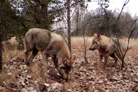 How Radiation is Affecting Wildlife Thirty Years After the Chernobyl ...