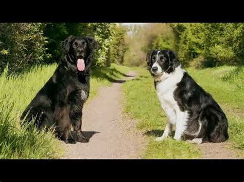 Breed Profile: Borador (Border Collie / Labrador Mix) - How Pet Care