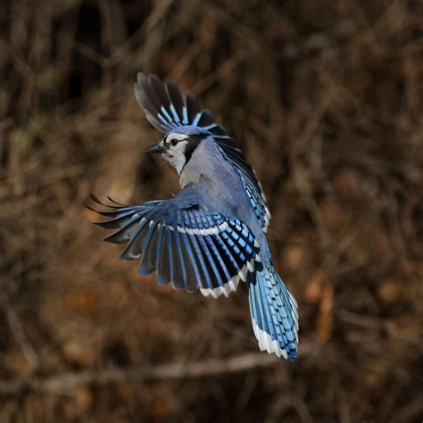 Blue Jay landing feathers in full color | Smithsonian Photo Contest ...