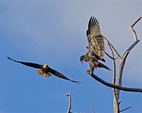 Big Baby Eagles learning to Fly! - PentaxForums.com