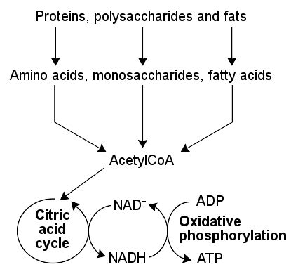 Catabolism | Boundless Microbiology