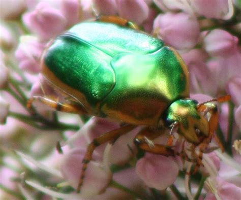 Metallic Green Scarab Beetle from Australia - What's That Bug?