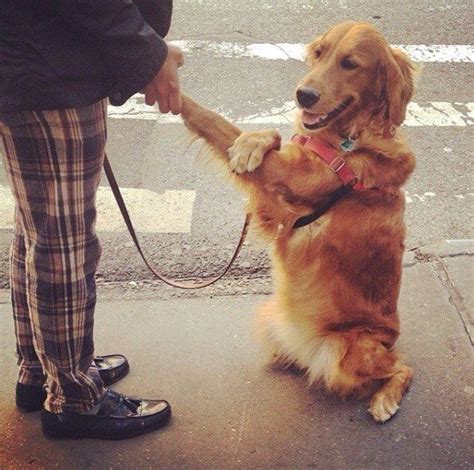 Golden Retriever Is Obsessed With Giving People Hugs | Golden retriever ...