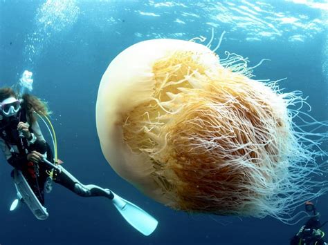 Swarms of giant jellyfish threaten fisheries along the Sea of Japan ...