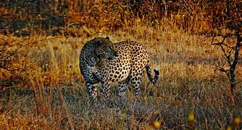 Hunting leopards in Africa with Mkulu African Hunting Safaris South Africa