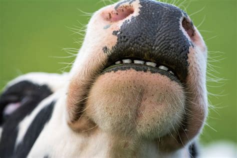 4,100+ Cow Teeth Stock Photos, Pictures & Royalty-Free Images - iStock