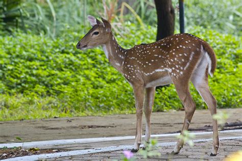 THE GUINDY NATIONAL PARK Photos, Images and Wallpapers, HD Images, Near ...