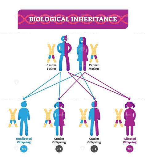 Biological inheritance vector illustration infographic – VectorMine ...