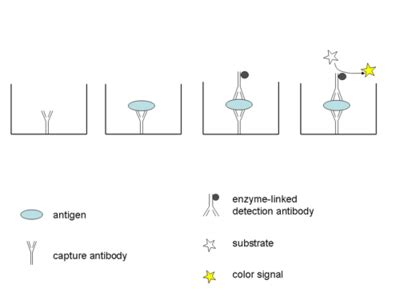 ELISA / Multiplex protein analyses | Cardiovascular Research | UiB