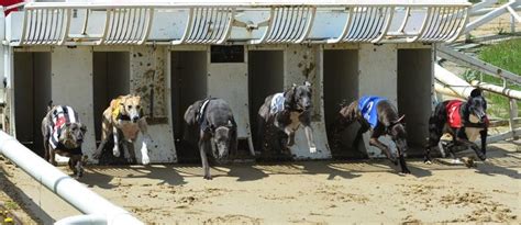 Harlow Greyhound Stadium - Dog Track