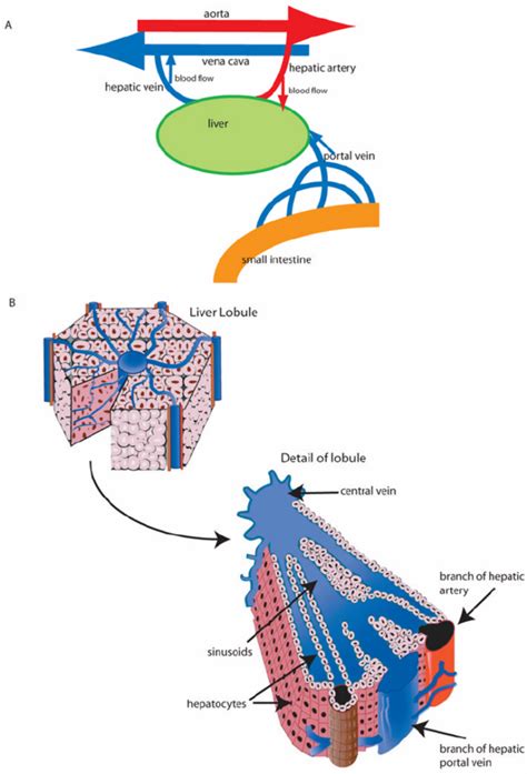 Liver Physiology | Critical Care Education