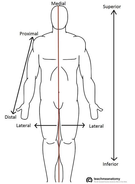 Anatomical Terms of Location - Anterior - Posterior - TeachMeAnatomy