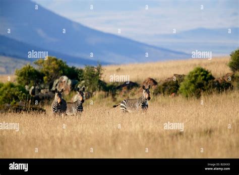 Three Cape mountain zebras in a dry highveld grassland Stock Photo - Alamy