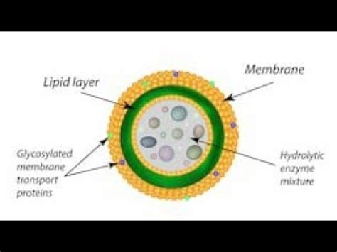 FULLY CONCEPTUAL VIDEO🎥 LECTURE ON CELL (INTRODUCTION Of LYSOSOME ...