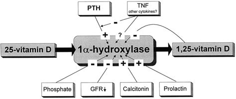 The rate of 1-hydroxylation of 25D to 1,25-(OH) 2 D in the kidneys is ...