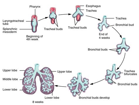 Embryonic Development of the Respiratory System | Anatomy and Physiology II