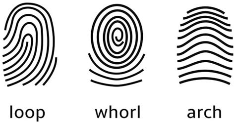 Ulnar Loop Fingerprint