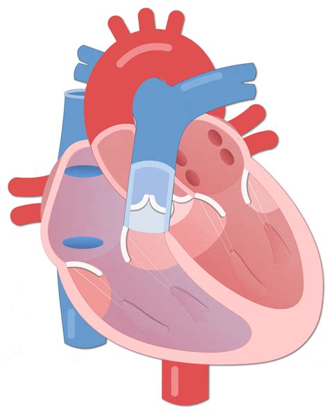 Cardiac Cycle (Lesson) – Human Bio Media