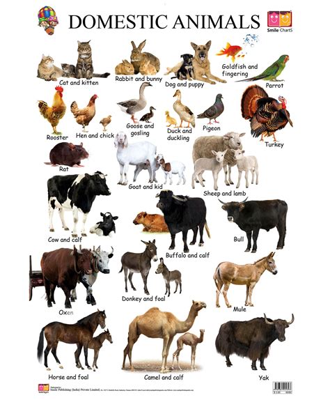 Animals wild, Animals name in english, Wild animals pictures