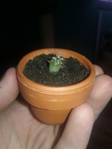 My four month old baby cactus that I GREW ALL BY MYSELF FROM SEED! Is ...