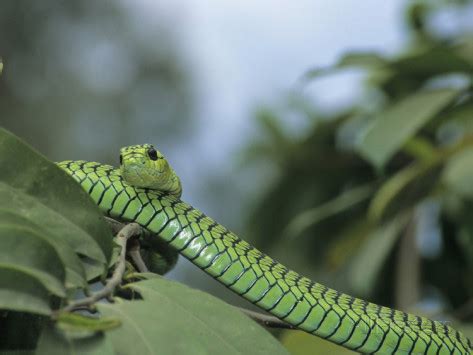 Boomslang Facts and Pictures | Reptile Fact