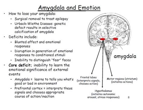 Amygdala and Emotion Neuroplasticity, Neuroscience, School Psychology ...