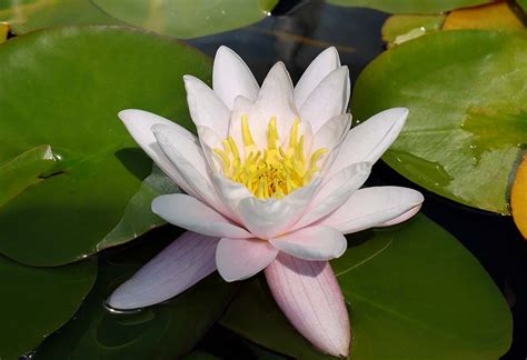 Lotus Flower Essay In Malayalam - Home Alqu