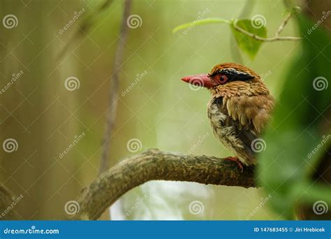 Lilac Kingfisher Perches on a Branch in Indonesian Jungle,family ...