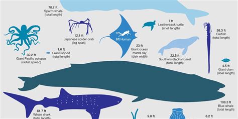 Blue Whale Size Comparison To Whale Shark