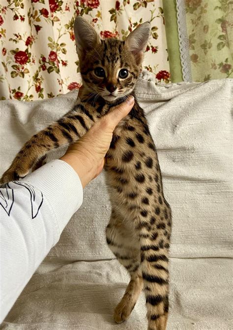 F1 Savannah Cats For Sale | F1 & F2 Savannah Kitten Breeder California ...