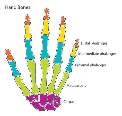 Hand Surface Anatomy Diagram