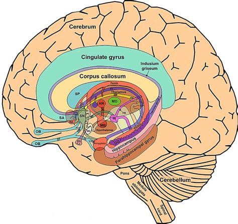 The_Limbic_System_and_Nearby_Structures_small | Limbic system, Brain ...