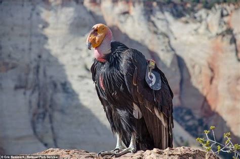 Two critically endangered California condors spotted near Zion National ...