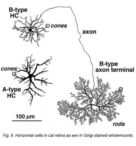 Horizontal Cell - Eyewire