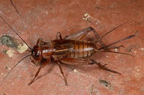 CSUN Biology Professor David Gray Discovers New Species of Crickets ...