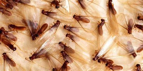 6 Important Questions About Flying Termites In Sydney