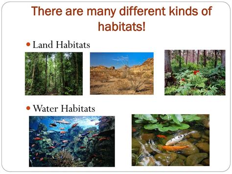 PPT - Habitats! PowerPoint Presentation, free download - ID:2779068