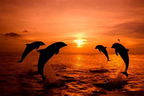 Pin by Sarah Lessert on Sonnenaufgang - Sonnenuntergang | Animals ...