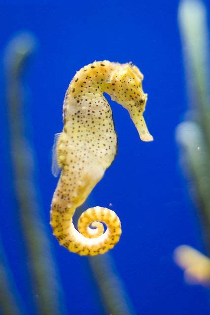 Longsnout Seahorse by Adventures in Librarianship, via Flickr ...