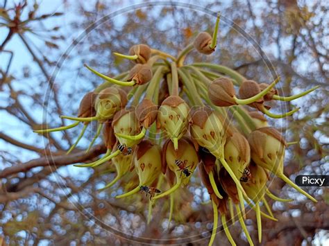 Image of Madhuca longifolia (Mahua Plant) India, Gujarat-MK839406-Picxy