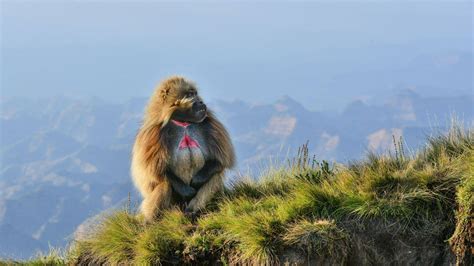 Wildlife Holidays in Ethiopia - Naturetrek