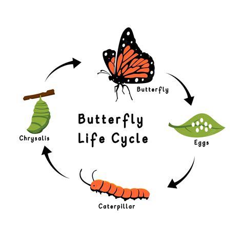 Life Cycle Of Butterfly | atelier-yuwa.ciao.jp