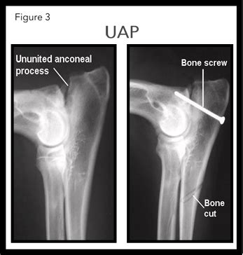 ELBOW DYSPLASIA IN DOGS - Veterinary Specialists Aotearoa | Veterinary ...