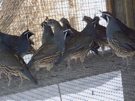 CALIFORNIA VALLEY QUAIL HATCHING EGGS Pre-Sale 2013 FREE SHIPPING ...