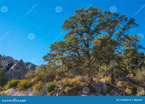 Evergreen Tree in California Desert Stock Photo - Image of nevada ...