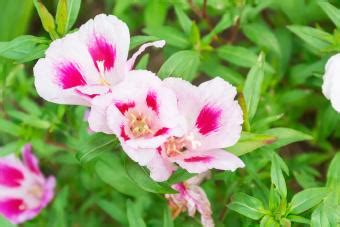 How to Grow Clarkia Wildflowers | LoveToKnow